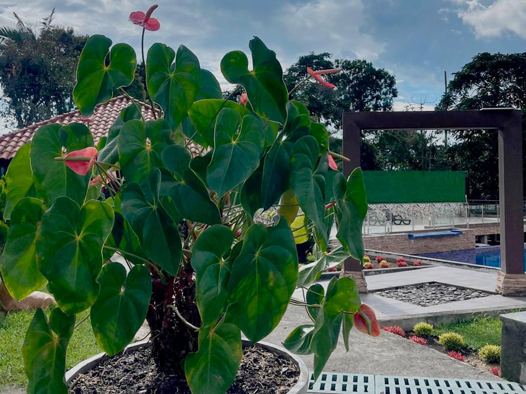 detur, de tur, detur fincas, fincas en Circasia, fincas en alquiler Circasia, alquiler de fincas en Circasia, fincas turísticas en Circasia, finca vacacional Circasia, casa campestre Circasia, fincas en el eje cafetero